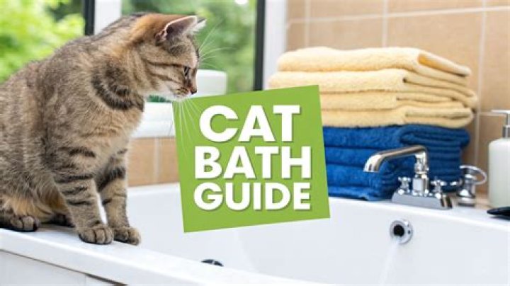 Are You Supposed To Give Cats Baths