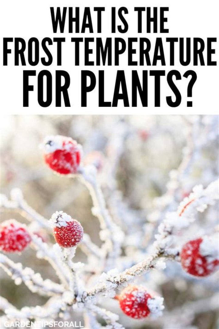 At What Temperature Does It Frost