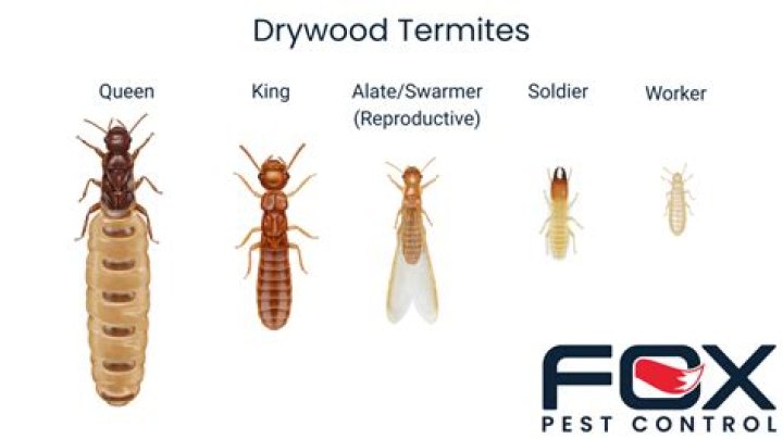 Do termites have wings - How To Discuss