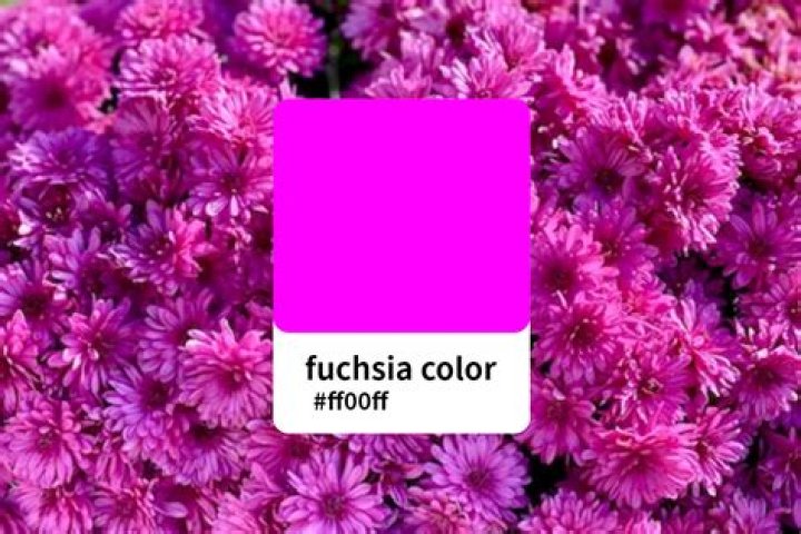 Fiusha - How To Discuss