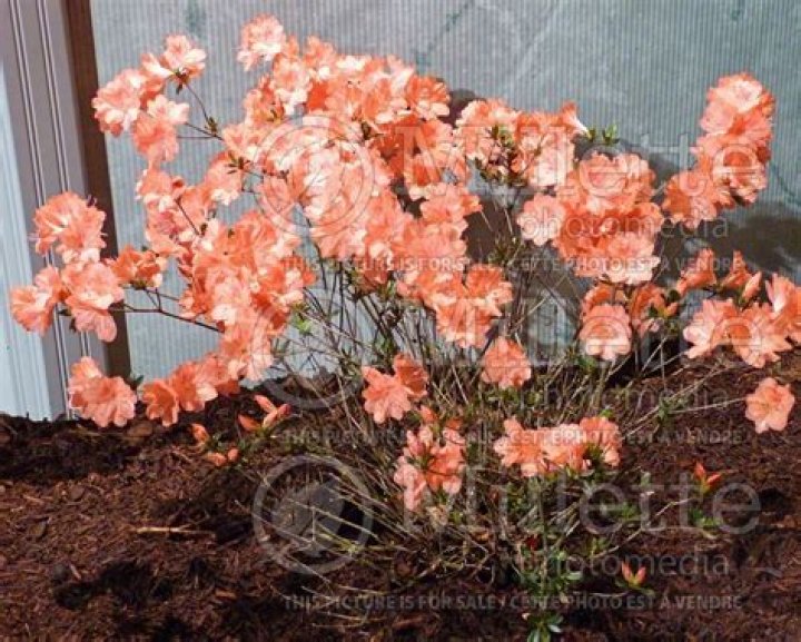 Hardy Azalea Fisher Salmon - How To Discuss