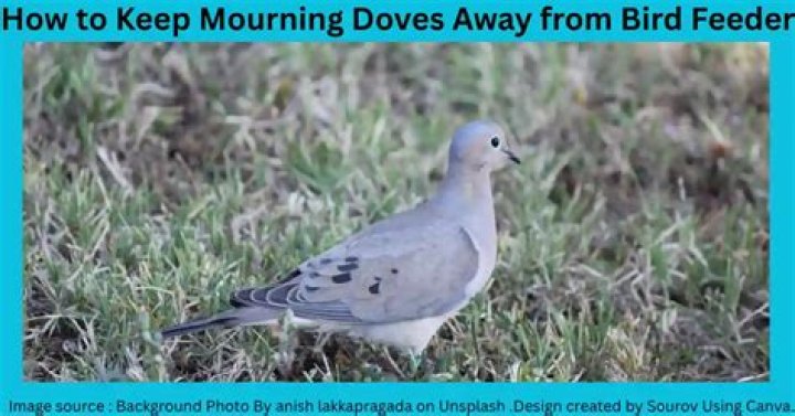 How To Get Rid Of Mourning Doves