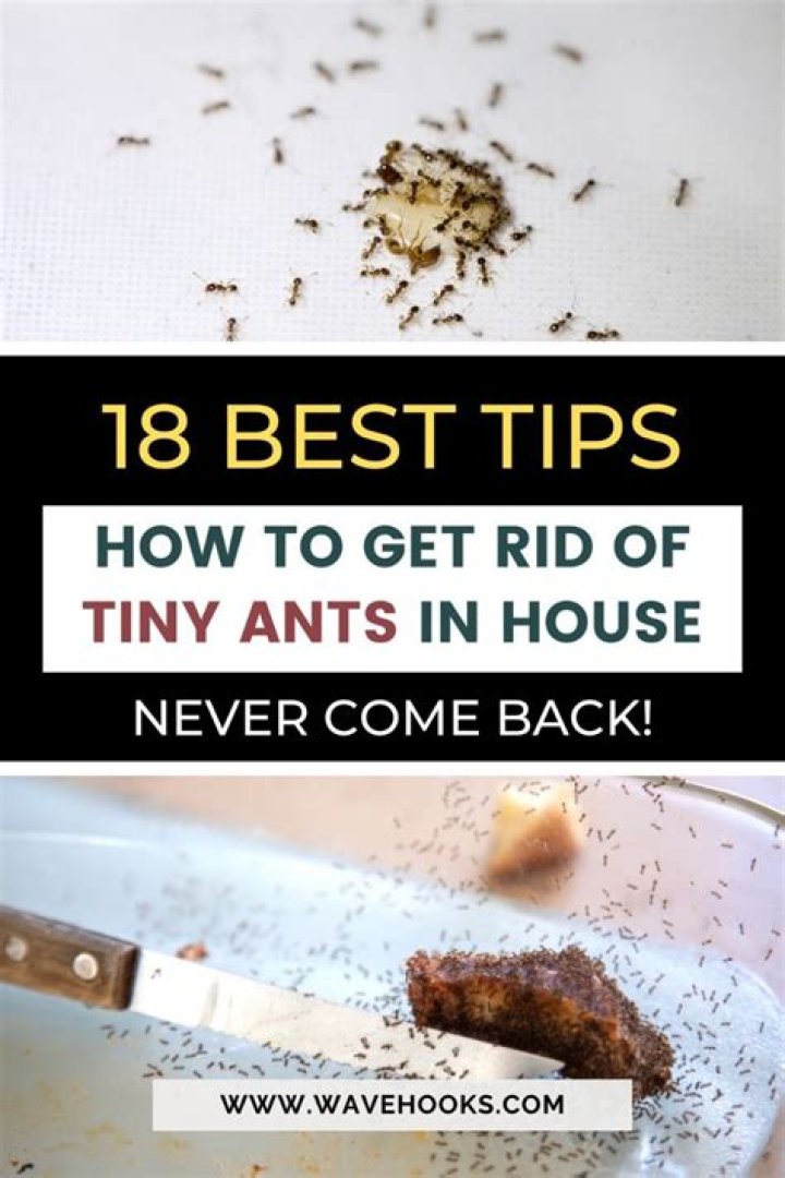 How to get rid of tiny ants