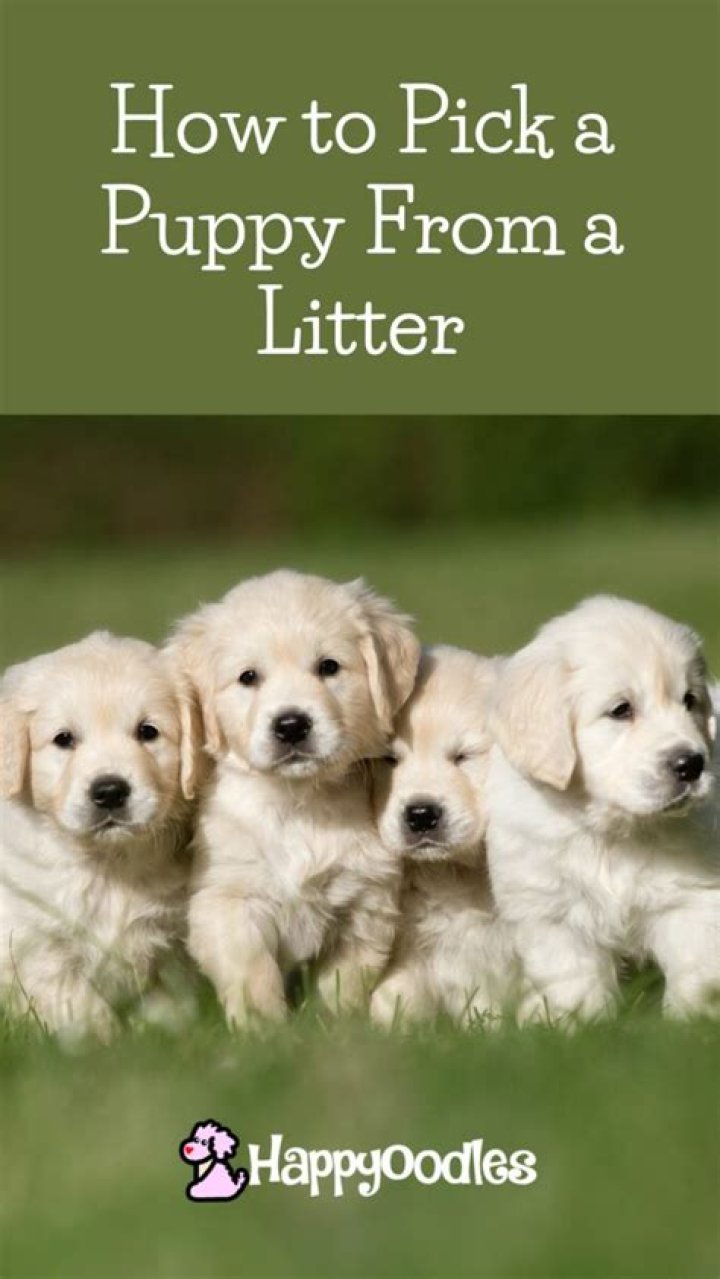 How to pick a puppy from a litter
