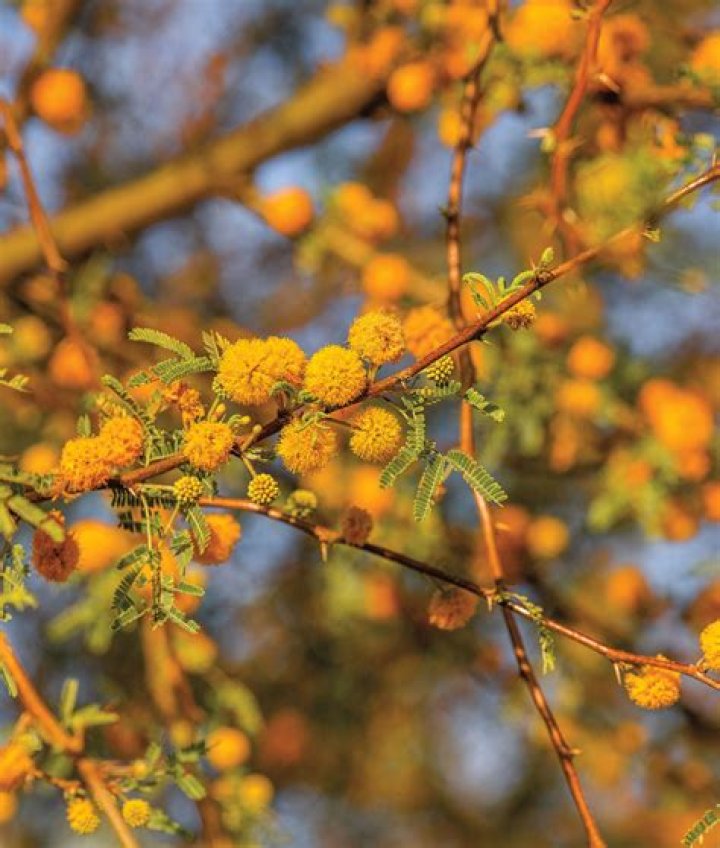 Huisache Tree - How To Discuss