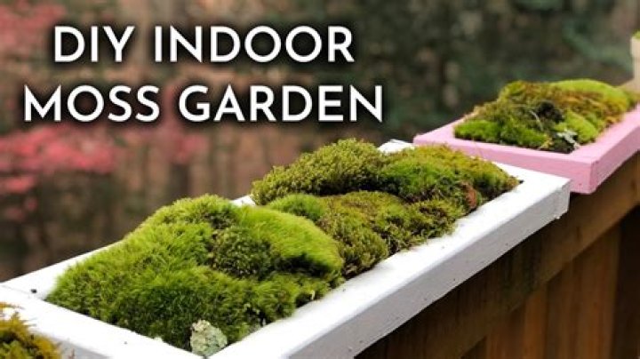 Indoor moss garden - How To Discuss