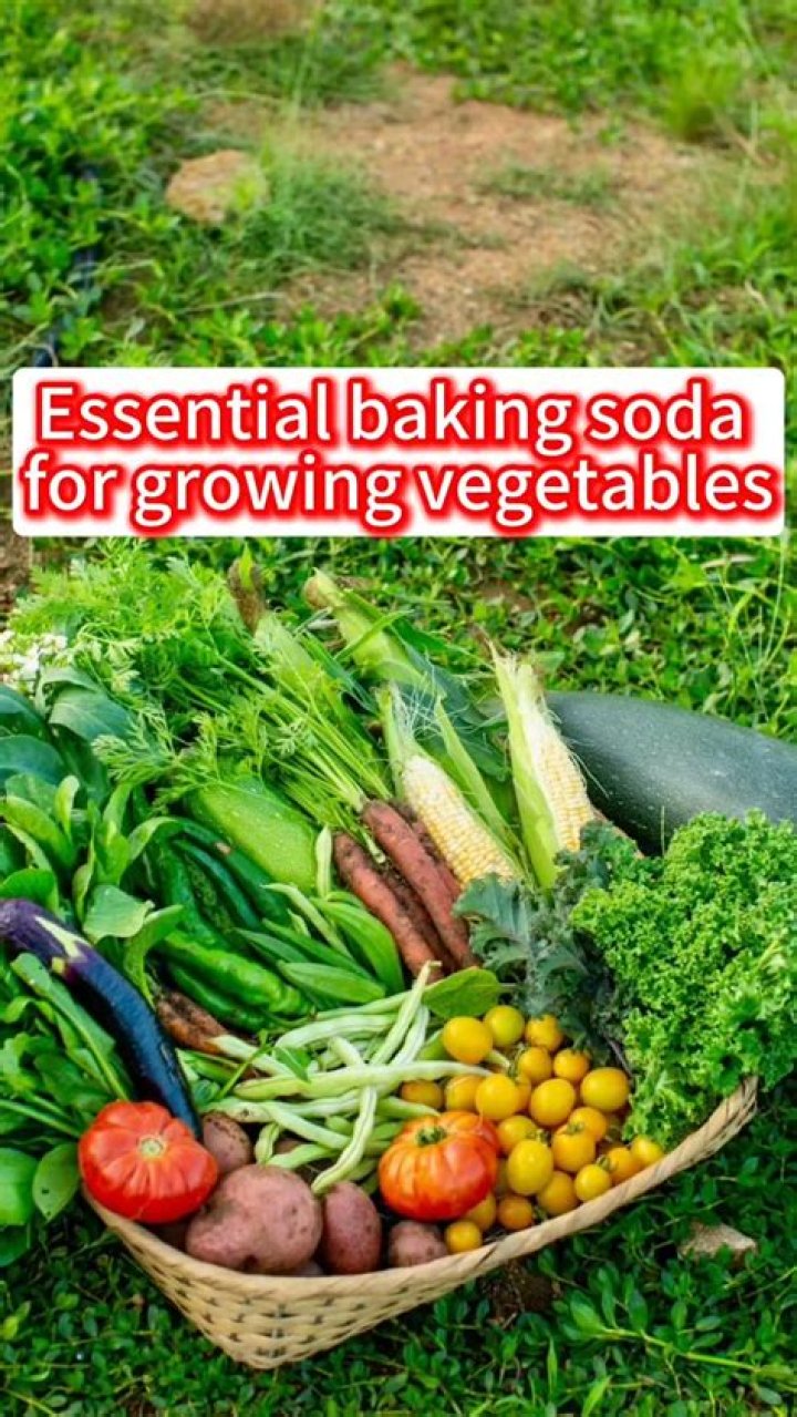 Is Tagro Safe For Vegetables