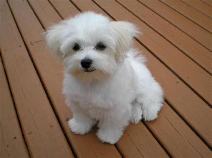 Maltese Puppy Brown And White