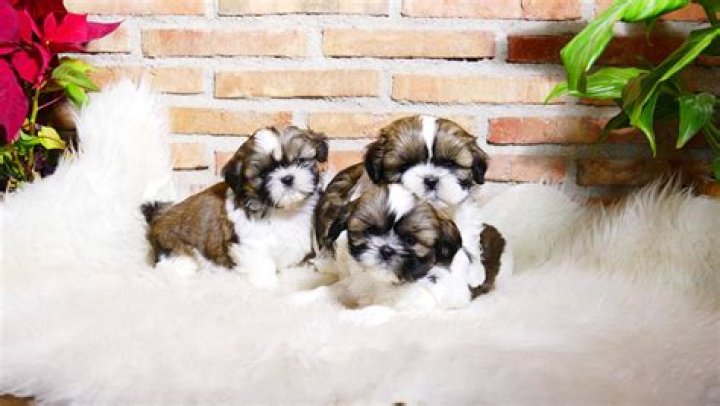 Melhor RaÃ§Ã£o Para Shih Tzu