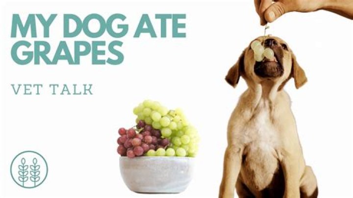 My Dog Ate Grapes But Seems Fine