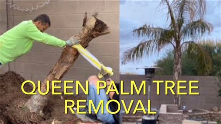 Palm tree removal - How To Discuss