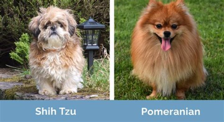 Shih tzu pomeranian - How To Discuss