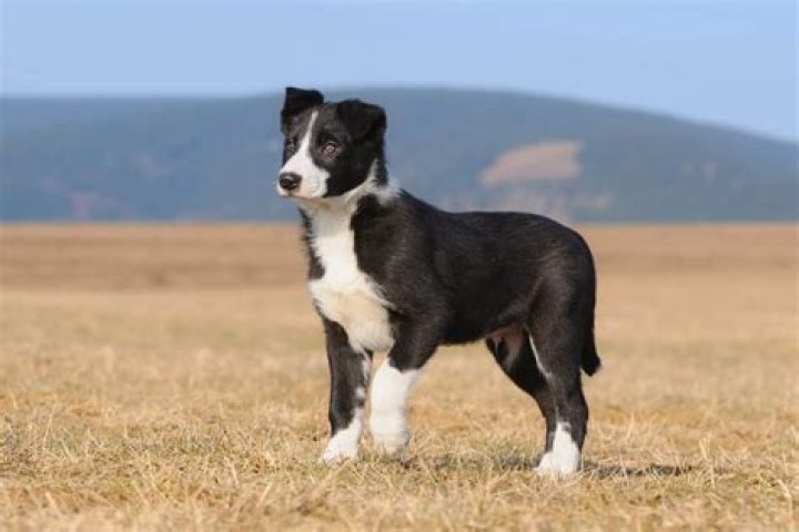 Short haired border collie - How To Discuss