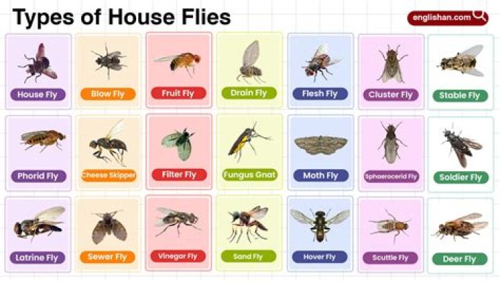 Small flies in house - How To Discuss