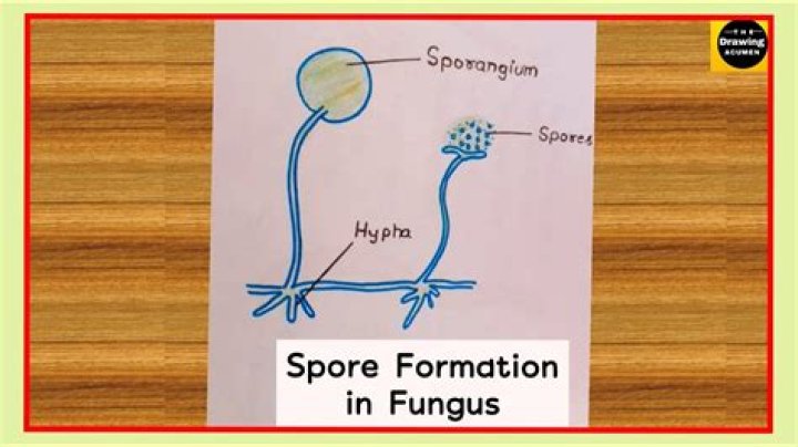 Spore - How To Discuss
