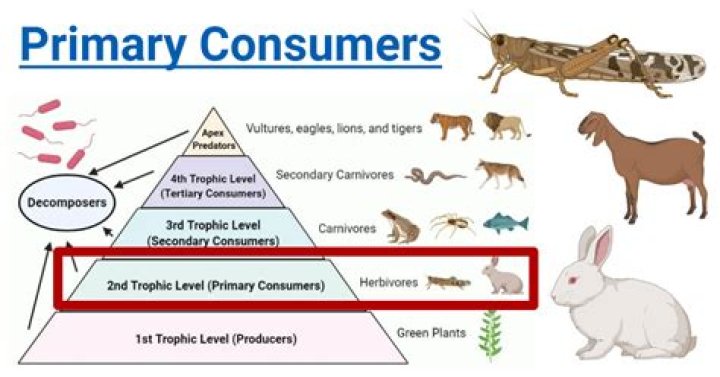 Third Level Consumer - How To Discuss