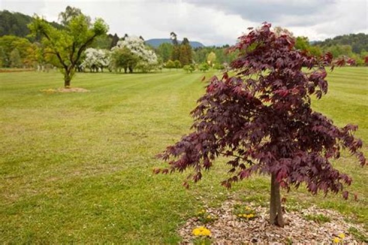 Trees under 10 feet tall