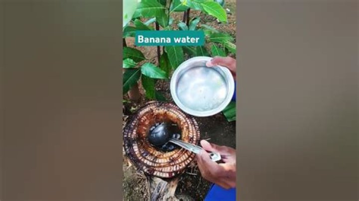 Water From Banana Tree - How To Discuss
