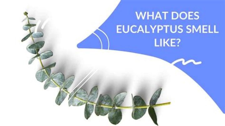 What Does Eucalyptus Smell Like