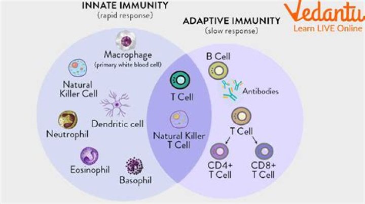 What exactly do Antimitochondrial Antibodies (M2) do to the body? Does the body attack mitochondria in all my cells and create several autoimmune conditions, or just the cells in the bile ducts?