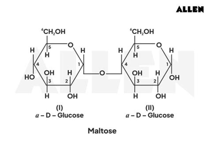What Is Maltose - How To Discuss