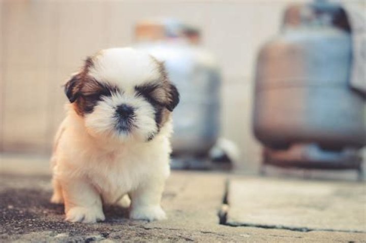 Www Puppyfind Com - How To Discuss