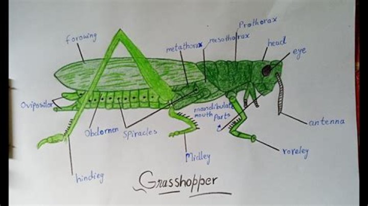 Young Grasshopper - How To Discuss